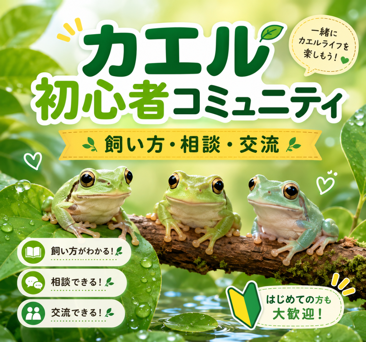 初心者フロッグ