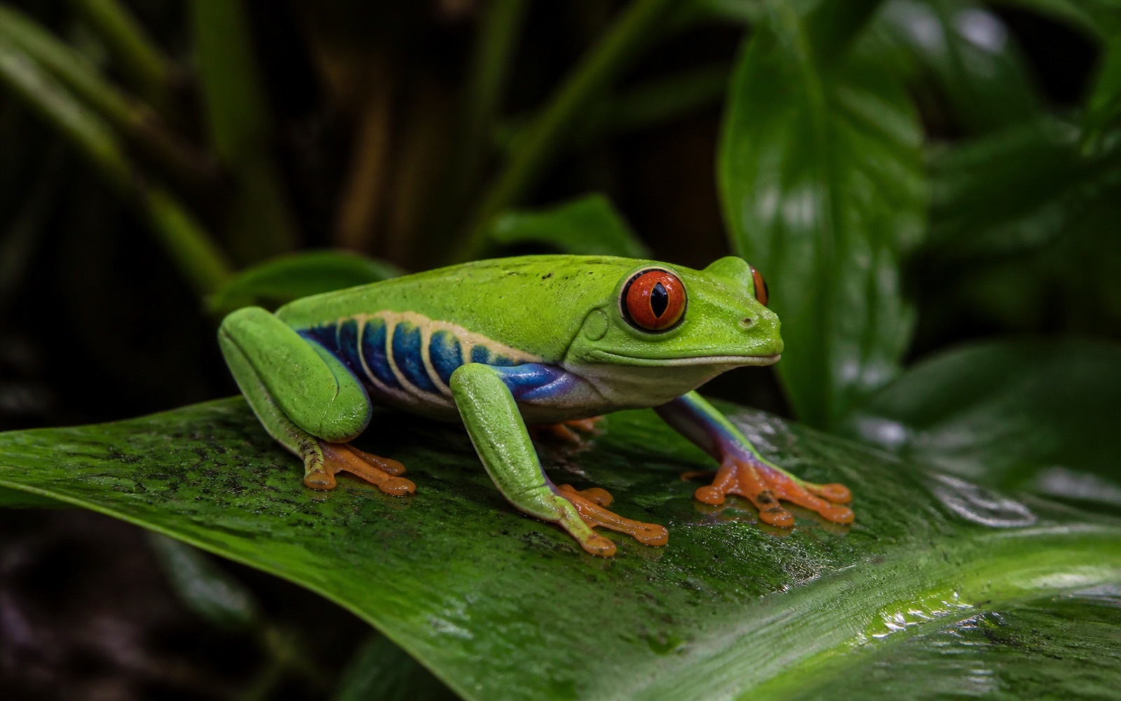 アカメアマガエルのAI生成イメージ