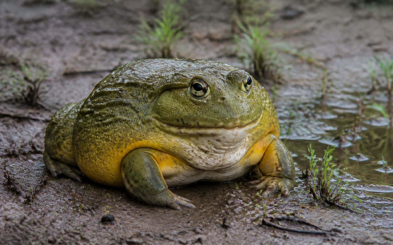 アフリカウシガエルのAI生成イメージ