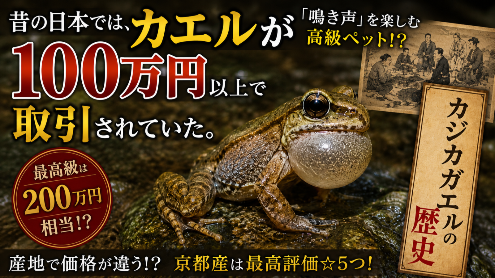 昔の日本では、カエルが100万円以上で取引されていた。🐸